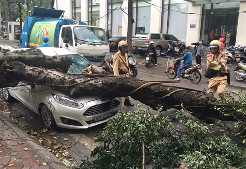 Cây xà cừ đổ đè bẹp ô tô trên phố Phan Huy Chú (Hà Nội), sáng 31/3. Ảnh: Doãn Tấn - TTXVN