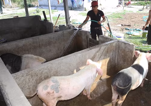 Anh Đống chăm sóc đàn lợn sinh sản.