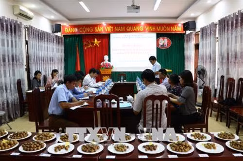 Hội đồng Khoa học Sở Nông nghiệp và Phát triển nông thôn Hòa Bình tuyển chọn giống quất hồng bì đầu dòng. Ảnh: Nhan Sinh - TTXVN