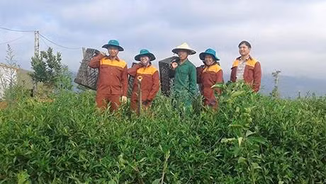 Công nhân Công ty TNHH Bảo gia Việt chăm sóc rau rừng. Ảnh: danviet.vn
