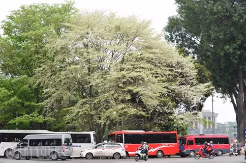 Hẹn gặp lại, sắc trắng hoa sưa ảnh 3