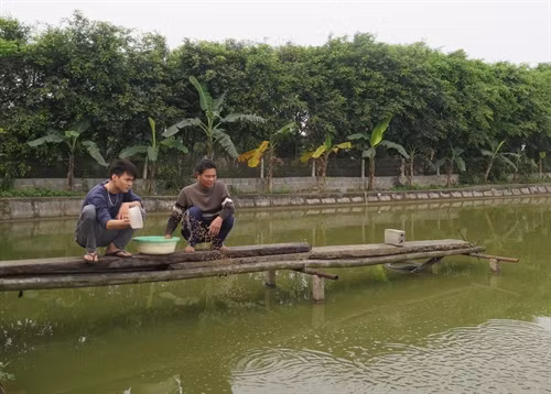Cho cá ăn tại trang trại của anh Trần Văn Kiên (xóm 10, xã Mỹ Trung, huyện Mỹ Lộc, Nam Định).