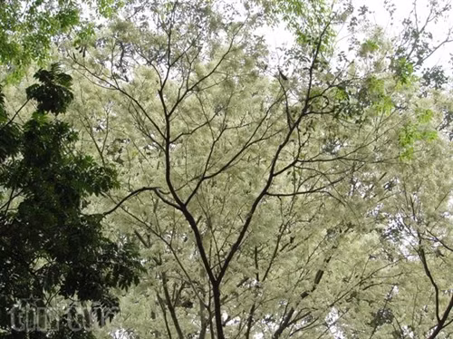 Hẹn gặp lại, sắc trắng hoa sưa ảnh 10