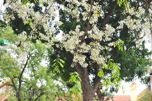 Hẹn gặp lại, sắc trắng hoa sưa ảnh 4