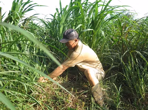 : Anh Trần Quốc Toản, chủ đàn bò 50 con tại xã Tân Thạnh Đông, cắt cỏ cho bò ăn.
