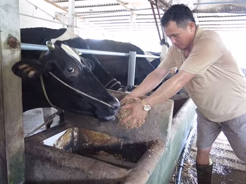 Anh Trần Quốc Toản, chủ đàn bò 50 con tại xã Tân Thạnh Đông, cho bò ăn hèm bia.