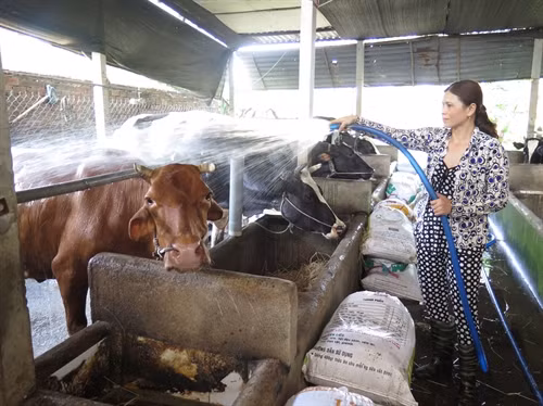 Chị Phan Thị Thanh Tuyết, chủ đàn bò 50 con tại xã Tân Thạnh Đông, tắm cho bò trước khi lấy sữa.