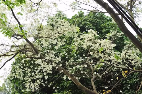 Hẹn gặp lại, sắc trắng hoa sưa ảnh 1