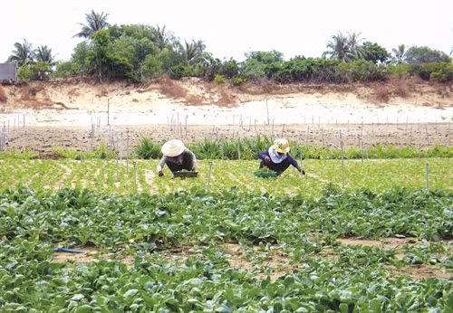 Áp dụng phương pháp tưới phun mưa cho rau màu để ứng phó với hạn hán