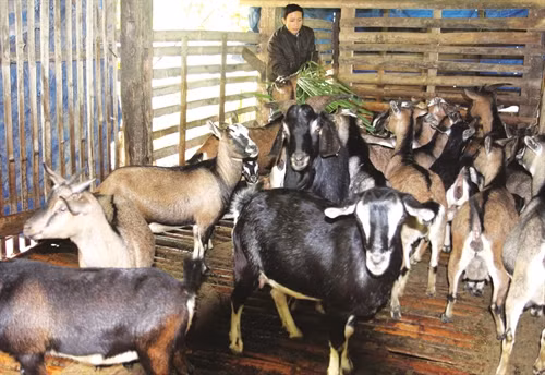 Phát triển mô hình nuôi dê trong các hộ đồng bào