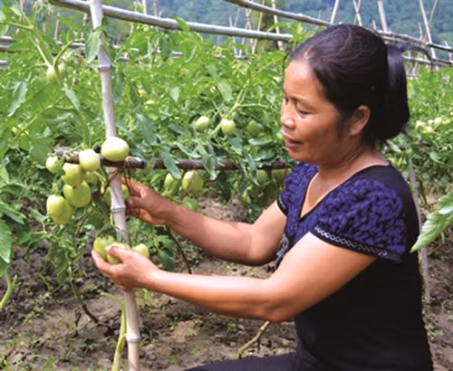 Gia đình chị Long Thị vân ở thôn Quang Tiến, xã Vũ Lễ, có kinh tế ổn định nhờ trồng cà chua
