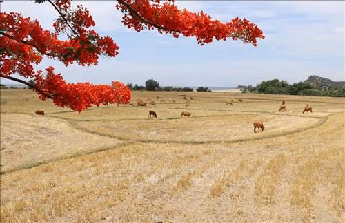 Sản phẩm tỏi Phan Rang của tỉnh Ninh Thuận được Cục Sở hữu trí tuệ (Bộ Khoa học và Công nghệ) cấp văn bằng bảo hộ Nhãn hiệu tập thể. Ảnh: Nguyễn Thành – TTXVN Sản phẩm nho thương hiệu "Nho Ba Mọi" của Doanh nghiệp tư nhân Sản xuất-Thương mại-Dịch vụ Ba Mọi nổi tiếng khắp cả nước. Ảnh: Danh Lam – TTXVN Sản xuất hàng may mặc xuất khẩu tại Công ty TNHH May Tiến Thuận (Ninh Thuận). Ảnh: Danh Lam – TTXVN Nhà máy thuỷ điện Đa Nhim tại tỉnh Ninh Thuận được xây dựng bậc trên cùng của hệ thống sông Đồng Nai và đưa vào vận hành từ năm 1964 - là một trong những nhà máy thuỷ điện đầu tiên được xây dựng ở Việt Nam. Ảnh: Ngọc Hà – TTXVN Nhà máy điện gió Mũi Dinh (Ninh Thuận) đã chính thức hòa lưới điện quốc gia. Ảnh: Công Thử - TTXVN Hòn Đỏ thuộc địa phận xã biển Thanh Hải, huyện Ninh Hải (Ninh Thuận) là một quần thể san hô cổ hóa thạch do sóng biển bào mòn theo thời gian tạo thành. Đến Hòn Đỏ, du khách có dịp hòa mình vào khung cảnh thiên nhiên hoang sơ tuyệt đẹp; tham gia nhiều hoạt động hấp dẫn như chụp ảnh nghệ thuật, tắm biển, lặn ngắm san hô, cắm trại giữa rừng dương tận hưởng gió biển mát rượi, trong lành. Ảnh: Nguyễn Thành – TTXVN Lễ cắt băng khánh thành tượng đài chiến thắng 16/4 tại thành phố Phan Rang - Tháp Chàm, tỉnh Ninh Thuận. Ảnh: Công Thử - TTXVN Cảnh đồng quê thanh bình tại vườn quốc gia Núi Chúa, điểm thu hút khách du lịch, các nhà khoa học tới tham quan, nghiên cứu, đặc biệt là những người yêu thiên nhiên muốn khám phá những bí ẩn của hệ sinh thái khô hạn đặc trưng nhất ở Việt Nam. Ảnh: Nguyễn Thành – TTXVN Tháp Pô klong Girai (thành phố Phan Rang-Tháp Chàm), nơi đồng bào Chăm theo đạo Bàlamôn tỉnh Ninh Thuận thường niên tổ chức lễ hội Katê truyền thống. Ảnh: Công Thử – TTXVN Trình diễn lễ hội văn hoá truyền thống của đồng bào dân tộc Khmer tỉnh Ninh Thuận. Ảnh: Thanh Hà – TTXVN