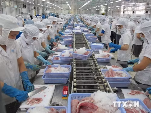 Chế biến cá tra xuất khẩu. (Ảnh: Phương Vy/TTXVN)