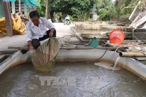 Ông Âu Văn On ở huyện Cái Bè (Tiền Giang) đã cho đẻ thành công nhiều giống cá nước ngọt và đi tiên phong trong việc áp dụng mô hình ương dưỡng cá giống trên ruộng kết hợp trồng lúa theo mô hình “cá + lúa”. Ảnh: Minh Trí - TTXVN