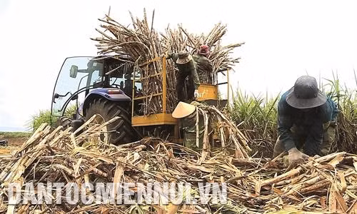 Ngành mía đường tỉnh Gia Lai chủ động liên kết với người nông dân mở rộng cánh đồng lớn, tạo tiền đề để ứng dụng công nghệ cao vào canh tác