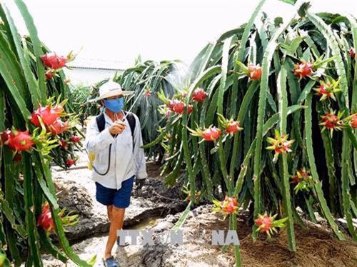 Thanh long xuất khẩu Mỹ phải theo quy trình khép kín. Ảnh :Phạm Hồng Nhung - TTXVN