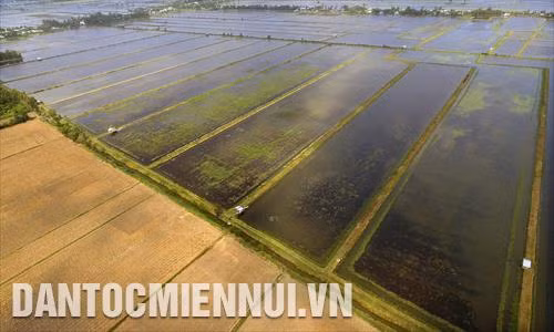 Mô hình nuôi tôm trên nền đất lúa của một nông hộ thuộc HTX Nông nghiệp Bào Trâm (Nam Yên, An Biên, Kiên Giang) với lằn ranh kênh thủy lợi phân định giữa hai vùng chuyển đổi. Ảnh: An Hiếu