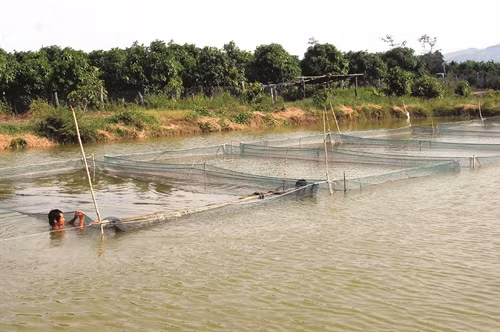 Ao nuôi cá tốt nhất có diện tích từ 3.000 - 10.000 m2 và có nguồn nước sạch