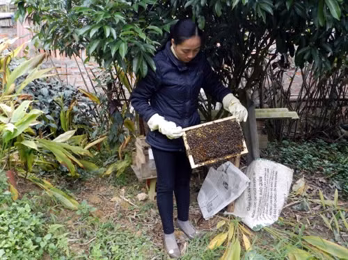 Nuôi ong mật không khó ảnh 1