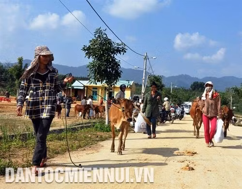 Nghề chăn nuôi bò ở huyện Nam Giang góp phần nâng cao thu nhập và cải thiện đời sống đồng bào dân tộc. Ảnh: Đỗ Trưởng