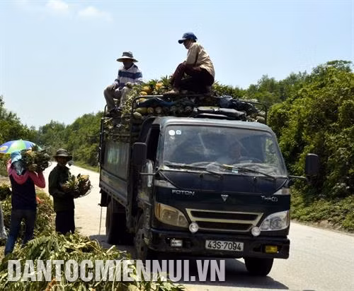 Cây dứa đang góp phần phủ xanh đồi núi và mang lại cuộc sống no ấm cho đồng bào dân tộc ở huyện Nam Giang. Ảnh: Đỗ Trưởng