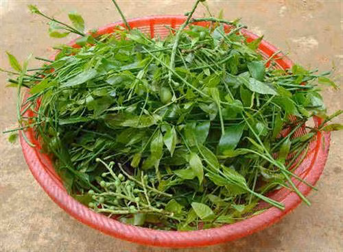 Rau sắng là loại cây đặc sản. Ảnh: hangdacsan.net