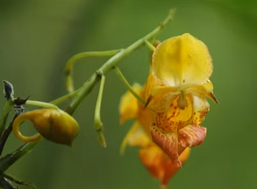 Hoa Móng Tay trong rừng nguyên sinh Khau Ca.