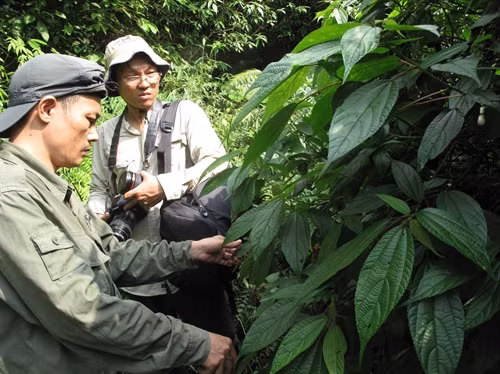 Tiến sĩ Lưu Hồng Trường, Viện Trưởng Viện Sinh thái học miền Nam và đồng nghiệp khảo sát các loài thực vật đặc hữu trong Khu bảo tồn.