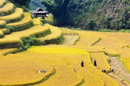 Gạo Séng Cù - tinh hoa núi rừng Tây Bắc ảnh 1