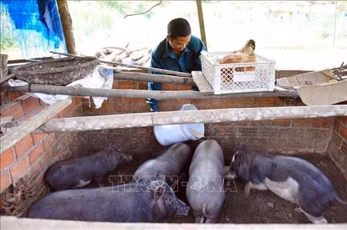 Mô hình chăn nuôi heo đen trên nền đệm lót sinh học được nhân rộng tại làng thanh niên lập nghiệp Thạnh Mỹ. Ảnh: Đỗ Trưởng – TTXVN