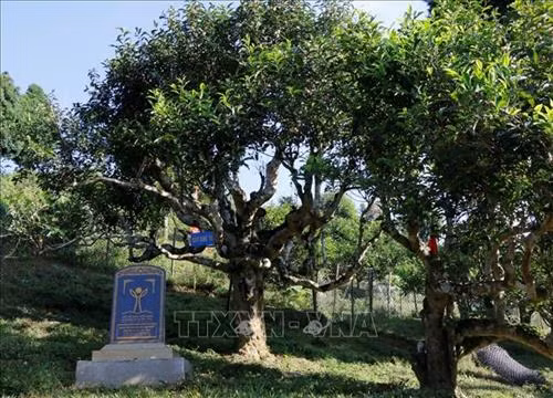 Cây chè Tổ trên đất Suối Giàng, Văn Chấn . Ảnh: Tuấn Anh-TTXVN