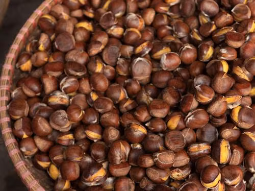 Hạt dẻ Trùng Khánh - món quà đặc sản ở Cao Bằng ảnh 5