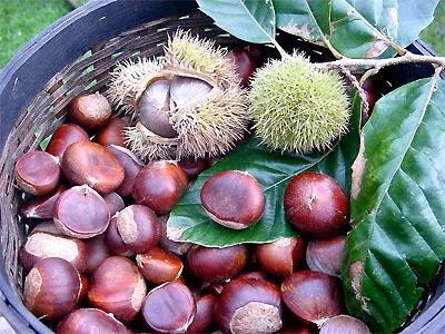 Hạt dẻ - vua của loài quả khô phòng nhiều bệnh ảnh 1