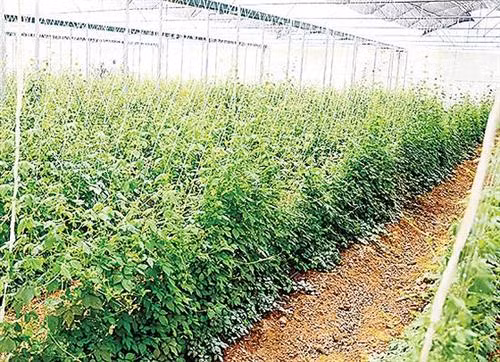 Cây dược liệu y học cổ truyền. Nguồn: sggp.org.vn