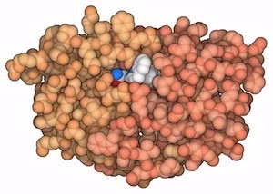 Thuốc kháng virút nhắm đến các protein cần thiết cho virút tái tạo.