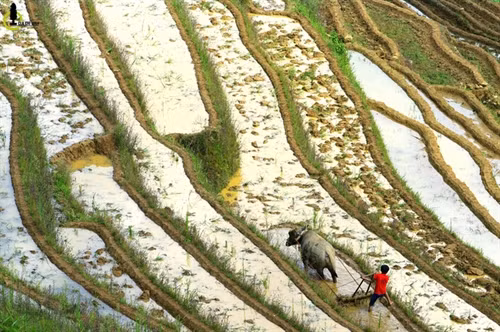 Một chú bé người Mông đang thay cha cày xới thửa ruộng nhà, trong nắng chiều sắp tắt.
