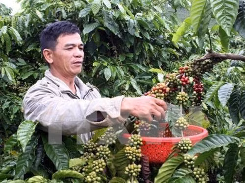 Mưa kéo dài làm chậm tiến độ thu hoạch cà phê ở Tây Nguyên. Ảnh: TTXVN