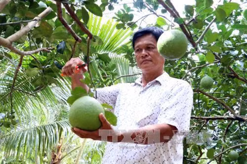 Bưởi da xanh thuộc nhóm 8 loại nông sản chủ lực của tỉnh Bến Tre