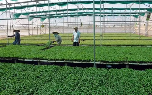 Khu ươm giống cây màu của ông Lưu Văn Nhanh. Ảnh : vov.vn