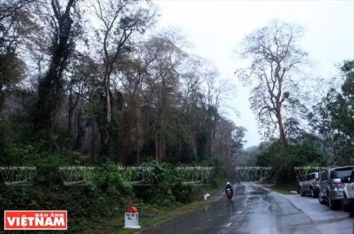 Khu rừng săng lẻ cổ thụ có diện tích hơn 70 ha, thuộc Vườn quốc gia Pù Mát.Thời điểm thích hợp để khám phá vẻ đẹp cánh rừng săng lẻ thường vào mùa Hè và mùa Thu. Hai nữ du khách Pháp biết đến Vườn quốc gia Pù Mát qua internetvà họ tự lên kế hoạch sang Việt Nam để khám phá vẻ đẹp núi rừng nơi đây. Thác Khe Kèm là điểm đến mà du khách không thể bỏ qua khi đến thăm Pù Mát. Theo thống kê của UBNDhuyện Con Cuông, trong năm 2016 có hơn 45.000 lượt du khách trong và ngoài nước đã ghé thăm nơi đây. Bia Ma Nhai (tên đầy đủ: Ma Nhai kỷ công bia văn) được khắc trực tiếp trên núi đá Thành Nam, xã Chi Khê,huyện Con Cuông (Nghệ An), ghi dấu chiến thắng quân Ai Lao của Thái thượng hoàng Trần Minh Tông (1300-1357).Văn bia này do Hoàng giáp Nguyễn Trung Ngạn (1289-1370) soạn thảo và cho khắc vào mùa Đông năm Ất Hợi (1335).Trải qua hơn 7 thế kỷ, những nét khắc trên núi đá vẫn trường tồn với thời gian. Du khách thích thú ghi lại hình ảnh nhũ đá có hình thù độc đáo bên cạnh bia Ma Nhai. Rừng nguyên sinh Pù Mát có hệ thực vật đa dạng, phong phú với gần 2.500 loài, thuộc 160 họ, trong đó có nhiều loài đặc hữu. Du khách đến thăm bản Xiềng (xã Môn Sơn, huyện Con Cuông) khám phá nghề dệt thổ cẩm của bà con dân tộc Thái. Du khách Brian Bean (Mỹ) thích thú tìm mua những sản phẩm thổ cẩm truyền thống của người Thái ở bản Xiềng. Những cô gái Thái ở bản Rạn (thị trấn Con Cuông) biểu diễn những điệu múa truyền thống phục vu du khách. Món tôm khe hấp là một trong những đặc sản nổi tiếng của sông Giăng. Món canh cá Mát sông Giăng ngon nổi tiếng ở vùng Con Cuông.