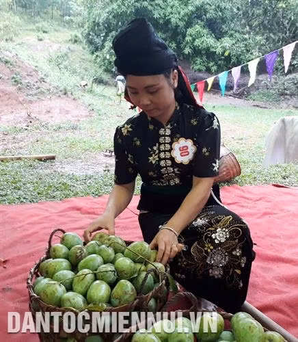 Xoài Sơn La cho quả to, thịt dày, hương vị thơm ngon đặc trưng. Ảnh: Nguyễn Cường