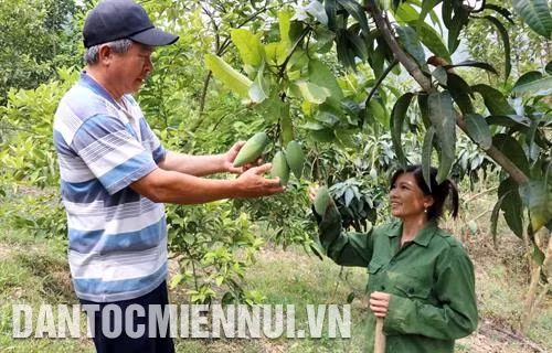Nhờ trồng 3.600 gốc xoài, cam, gia đình anh Vì Văn Lương ở bản Nà Sài, xã Hua Păng, huyện Mộc Châu có thu nhập 150 triệu đồng/năm. Ảnh: Nguyễn Cường