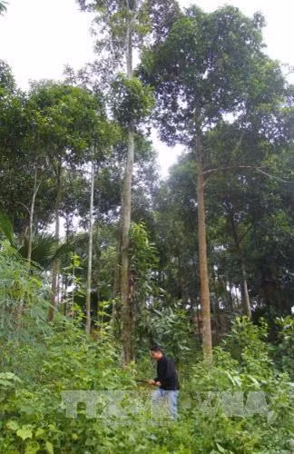 Huyện Văn Yên chú trọng phát triển các sản phẩm từ cây quế ảnh 4