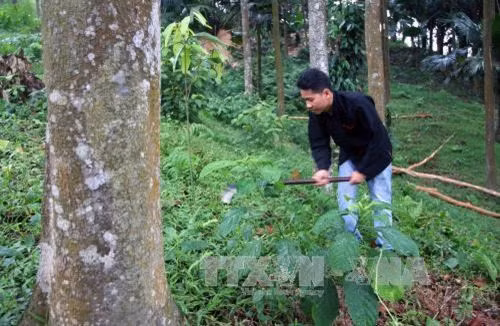 Huyện Văn Yên chú trọng phát triển các sản phẩm từ cây quế ảnh 5