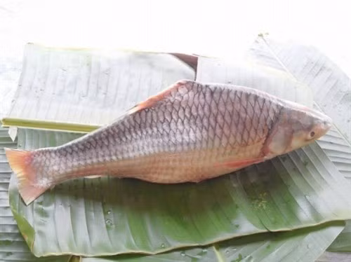 Thưởng thức cá cóc ở Vĩnh Long ảnh 1