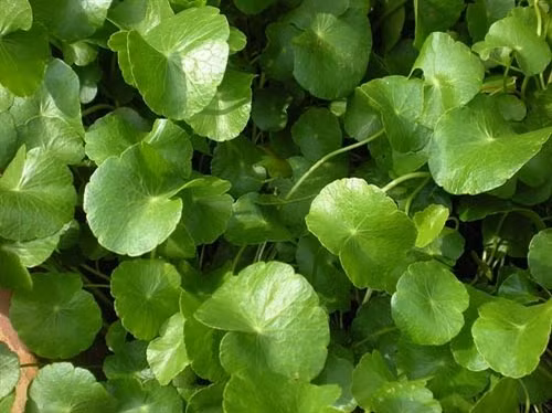 Chống lão hóa bằng thảo dược ảnh 2