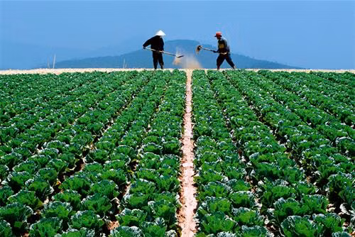 Trồng bắp cải theo luống. Ảnh : vietq.vn