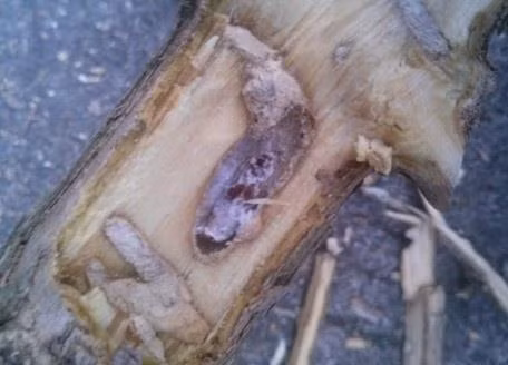 Vết đục của sâu đục thân mình trắng. Ảnh : hoinongdan.org.vn