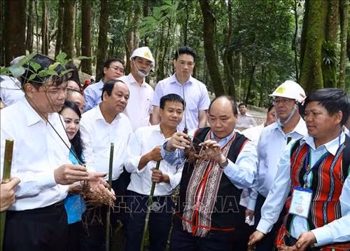 Thủ tướng Nguyễn Xuân Phúc thăm vườn sâm của Công ty Cổ phần Sâm Ngọc Linh. Ảnh: Thống Nhất – TTXVN