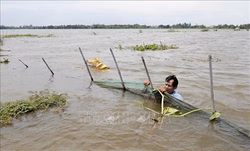 Ông Trương Danh Lam, ngụ tại ấp Vĩnh Lịnh, xã Vĩnh Hậu, huyện An Phú, tỉnh An Giang đang kiểm tra thiệt hại của mô hình nuôi tôm - lúa. Ảnh: Anh Đức - TTXVN